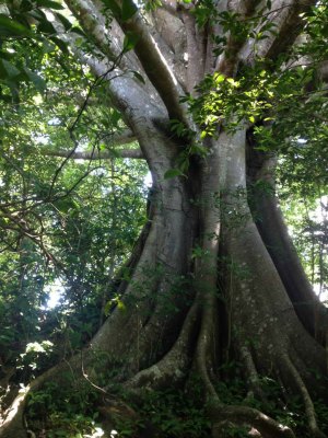 fig tree