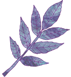 purpleleaf