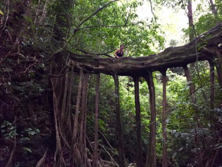 tree roots - Revive Healing Arts